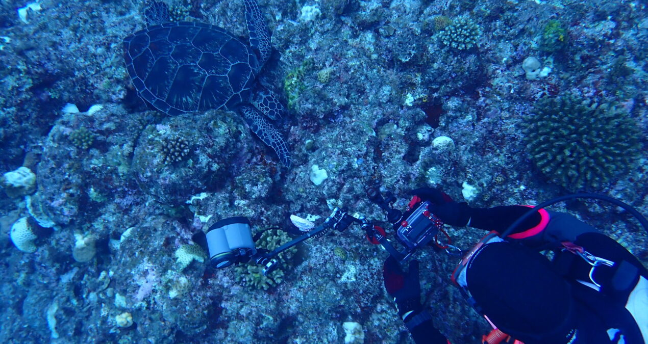 ダイビングスクールで教えてくれない海洋生物との接し方マナー